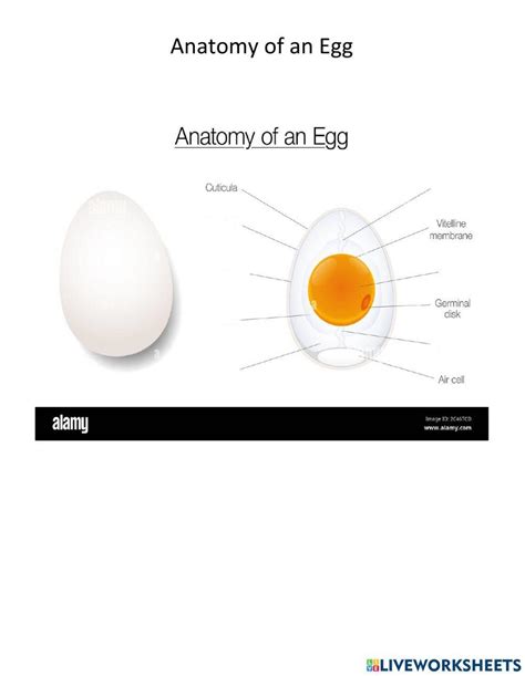Anatomy Of An E Free Interactive Worksheets 1733856