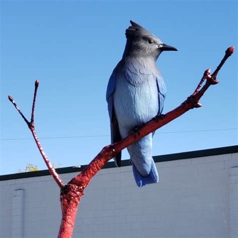 West Seattle Blog Followup Highland Parks Big Bird Flies In Next