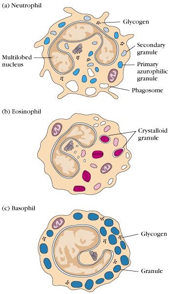 Granulocytes