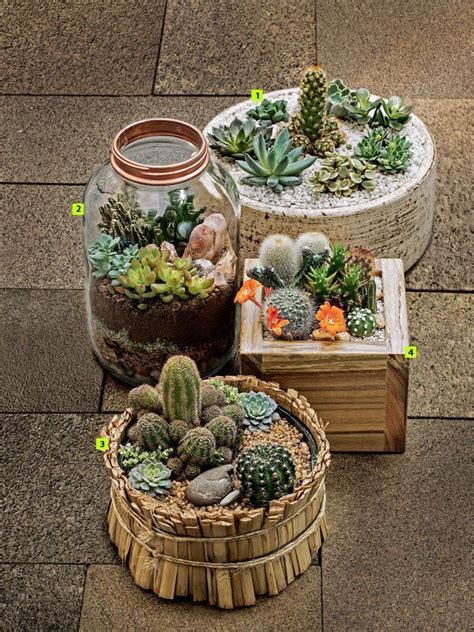 Mini cactus garden | Nurture Plant