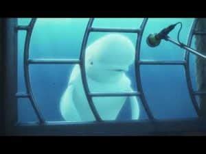 bailey finding dory disney character guide
