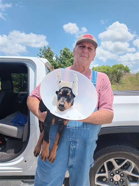 Puppy Owner - Legendary European Dobermans