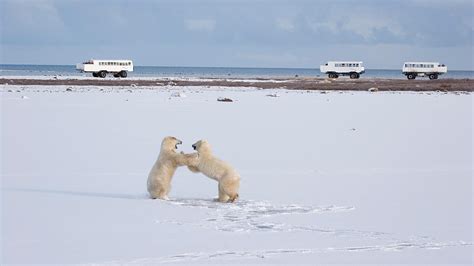 Polar Bears in Churchill | Tundra Buggy Lodge Enthusiast - Frontier Canada