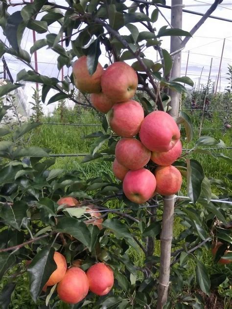 Well Watered Red Hm Apple Plant For Fruits At Rs Piece In