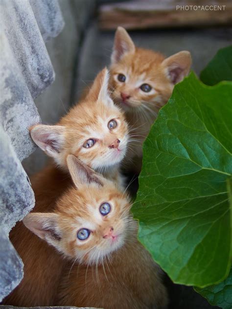 Three Kittens Looking Up From Behind A Large Leafy Plant With Two Blue Eyes