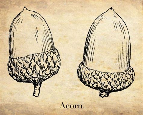 Acorn Anatomy - Anatomical Charts & Posters