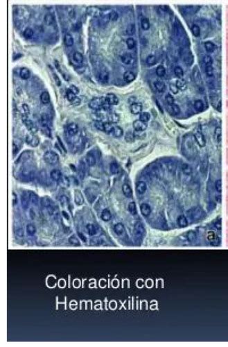 Histologia Primer Parcial Flashcards Quizlet