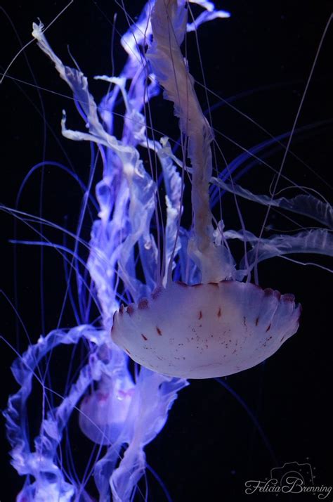 Neon Jellyfish | Marine life, Fish pet, Places to visit