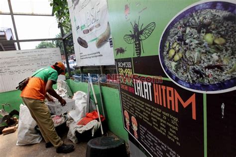 Pemkot Jakarta Barat Manfaatkan Lalat Hitam Olah Sampah Organik