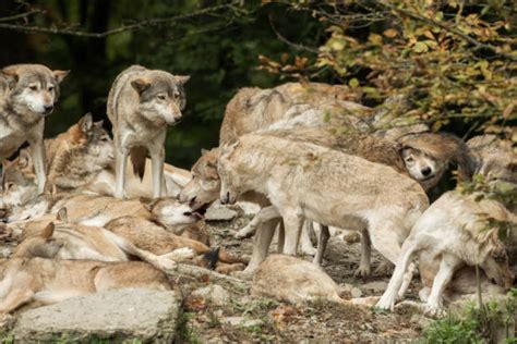 Wolf Pack Behavior Stock Photos, Pictures & Royalty-Free Images - iStock