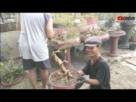 Belajar Sambung Okulasi Dengan Bahan Bonsai Wahong Sancang