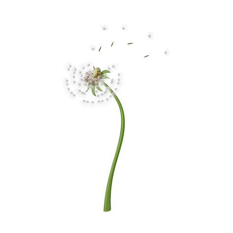 Dandelion Flower Summer Cartoon Vector Illustration 20295356 Vector Art