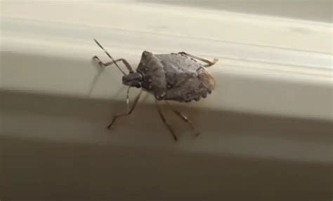 How To Get Rid Of Stink Bugs In The Garden Gardenprofy