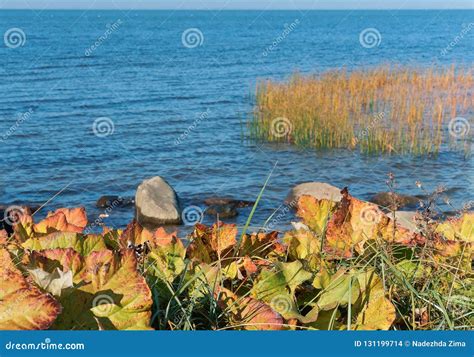 Plantas Ruborizadas Em Setembro Folhas Amareladas No Outono Foto De