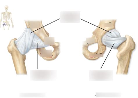 Ligaments of hip joint Diagram | Quizlet