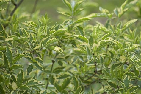 Sambucus Nigra ‘marginata Gelbbunter Bild Kaufen 12186092