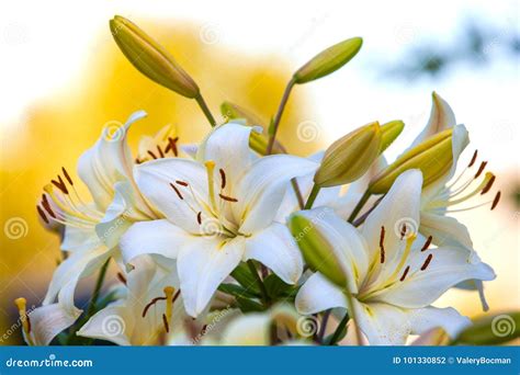 White Yellow Lilies At Sunset In The Garden Stock Photo Image Of