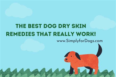 The Best Dog Dry Skin Remedies That Really Work! (Easy Processings) - Simply For Dogs