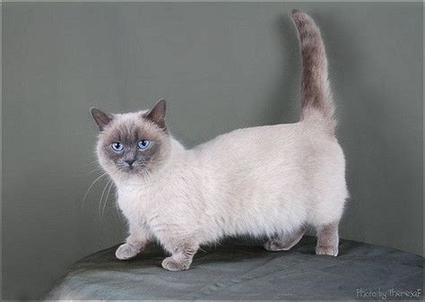 Cat Breeds Munchkin - Pets Lovers