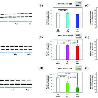 Protein Expression Levels Of Xrcc And Xrcc In Adjacent Normal Tissues