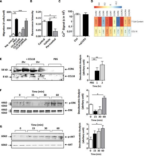 Frontiers Ccl18 Aggravates Atherosclerosis By Inducing Ccr6 Dependent