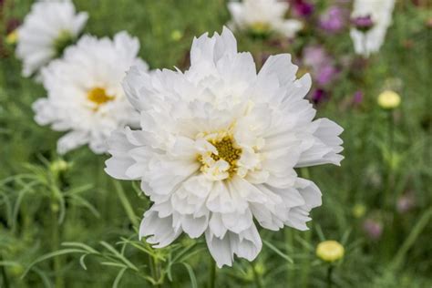 Cosmos Bipinnatus Double Click Snow Puff