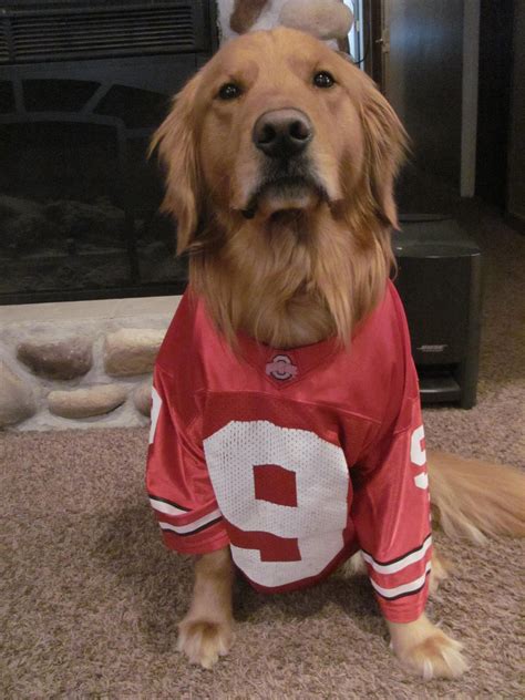 Dog Names For Ohio State Fans at Brianna Hort blog