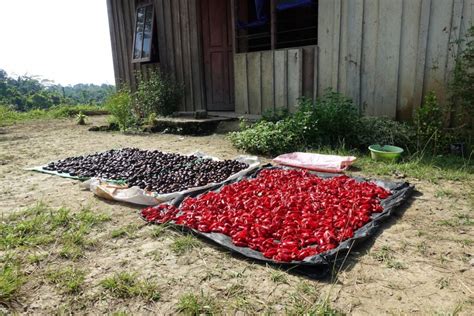 cerita pala kaimana  dorongan pembibitan sampai pelatihan pala