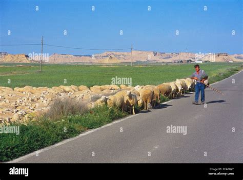 Sheperd With His Flock Of Sheep Las Bardenas Reales Nature Reserve