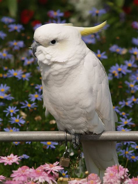 White Parrot stock image. Image of exotic, tropical, colored - 27639589