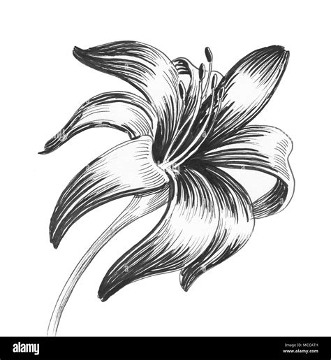 Lily flower. Ink black and white drawing Stock Photo - Alamy