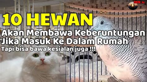 ANDA BERUNTUNG SEUMUR HIDUP Jika Ada 10 Hewan Ini Memasuki Rumah