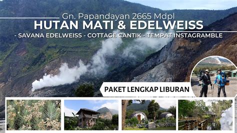 GUNUNG PAPANDAYAN 2021 Part 2 PESONA BUNGA EDELWEISS HUTAN MATI