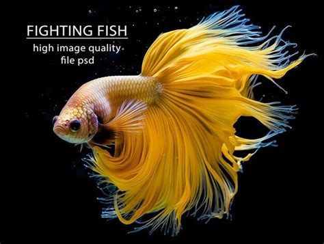 Premium PSD Portrait Of Yellow Betta Fish On Black Background