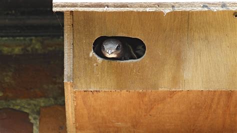 Nistkasten Richtige Lochgr E F R Verschiedene Vogelarten Focus De