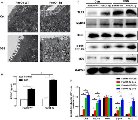 Effects of FoxO1 on intestinal mucosal villus structure, permeability ...