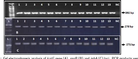 Table 1 From Molecular Differentiation Of Rifampicin And Isoniazid Drug