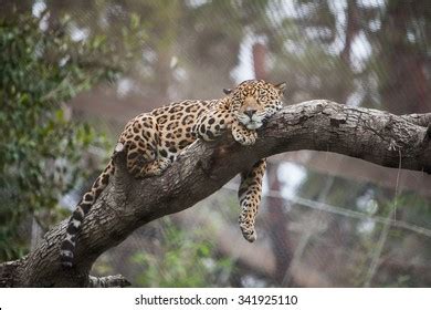 1,551 Leopard Sleeping Tree Images, Stock Photos, 3D objects, & Vectors ...