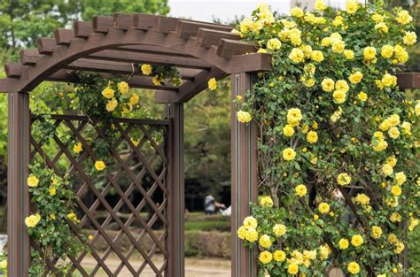 The 12 Best Climbing Roses For Your Garden Trellis Or Pergola Bob Vila