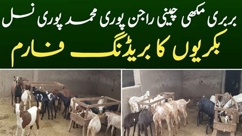 Taddy Barbari Goat Farming In Pakistan Goat Breeding Setup Youtube