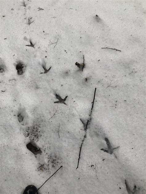 Large bird tracks in the snow. Surprisingly large, 3-4 inches long