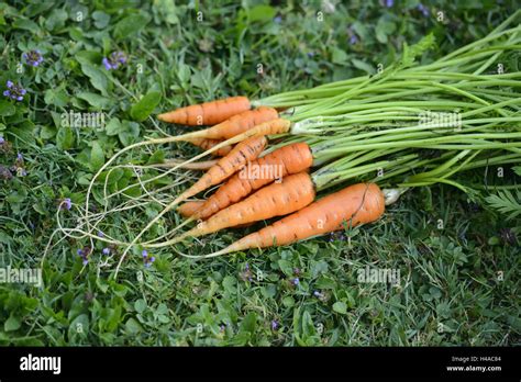 Carrots Daucus Carota Subsp Sativus Allotment Garden Harvest Stock