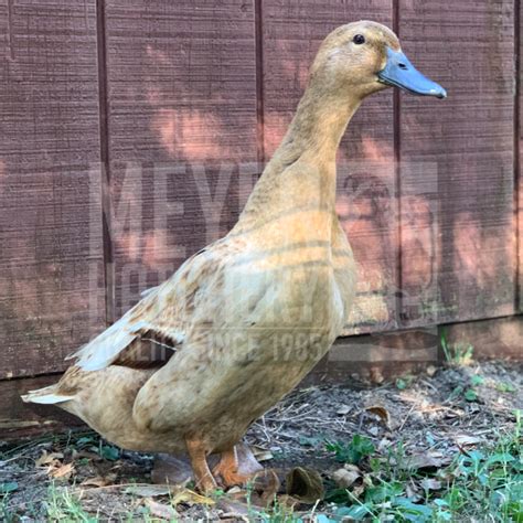 White Golden Layer Ducks