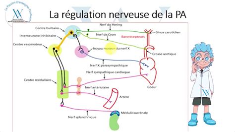 Bac R Gulation De La Pression Art Rielle Eme Partie Youtube