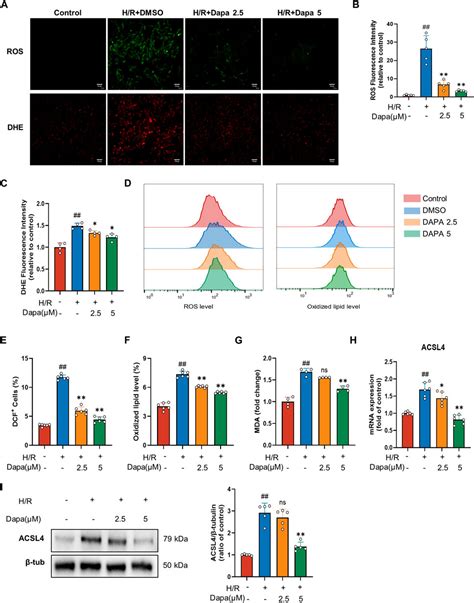 Dapagliflozin Alleviates Myocardial Ischemia Reperfusion Injury By