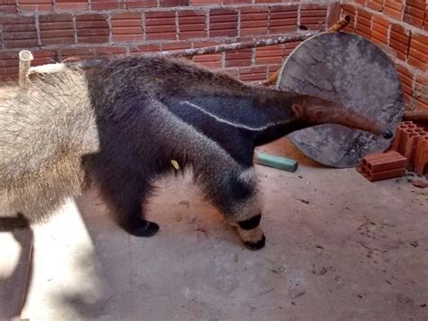 G1 Tamanduá mirim é resgatado após ser visto por morador no centro de