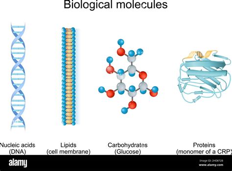 La Biomolécule Est Une Molécule Présente Dans Les Organismes Vivantstypes De Molécules