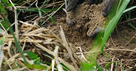 I Think this is the Most Fertile Soil in Jamaica - General Fruit
