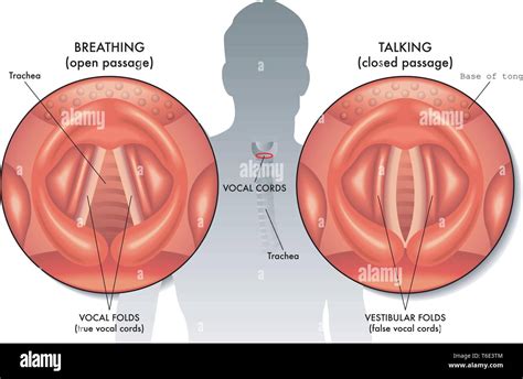 Cuerdas vocales pliegues fotografías e imágenes de alta resolución Alamy