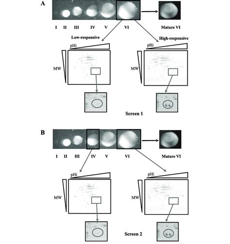 Schematic Representation Of The Search For New Regulators Of Xenopus